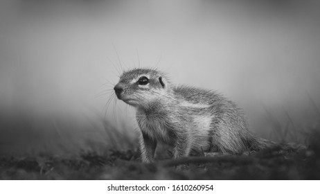 Ground Squirrel On A Low Angle
