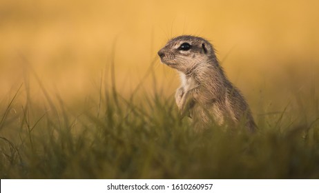 Ground Squirrel On A Low Angle
