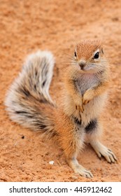 Ground Squirrel Pup Standing