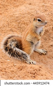 Ground Squirrel Pup Standing