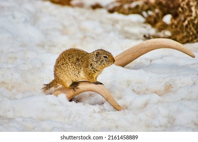 Ground Squirrel Resting On Antlers With Ground Covered In Snow