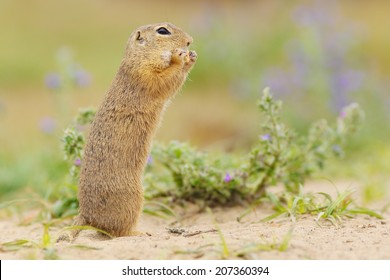 Ground Squirrel (Spermophilus Citellus) 