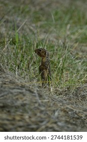 ground squirrel, spotted, squirrel, tiny, small, camouflage, standing, fur