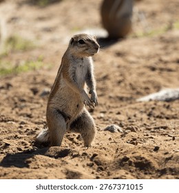 a ground squirrel standing on its hind legs