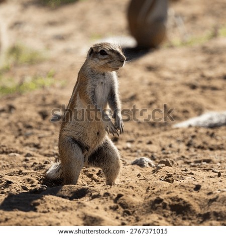 a ground squirrel standing on its hind legs