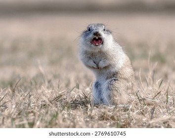 Ground squirrel standing surprised with an open mouth