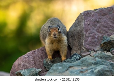 Ground Squirrel Stands On Red Rock And Stares At Camera in Glacier National Park