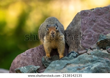 Ground Squirrel Stands On Red Rock And Stares At Camera in Glacier National Park