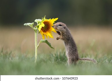 花栗鼠 の画像 写真素材 ベクター画像 Shutterstock