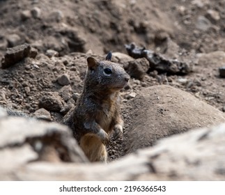 A Ground Squirrel Taking A Peak Out Of Its Burrow