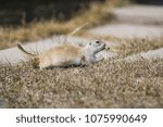 Ground squirrels, Calgary Canada