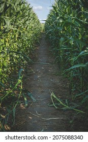 ground straight path through corn field full of green leaves
