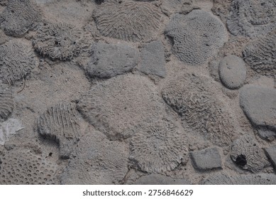 A ground surface composed of various dried brain coral fragments and stones embedded in sand, creating a complex natural pattern.