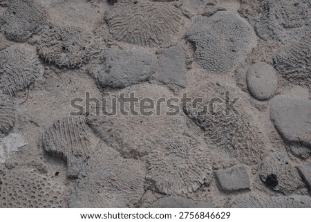A ground surface composed of various dried brain coral fragments and stones embedded in sand, creating a complex natural pattern.