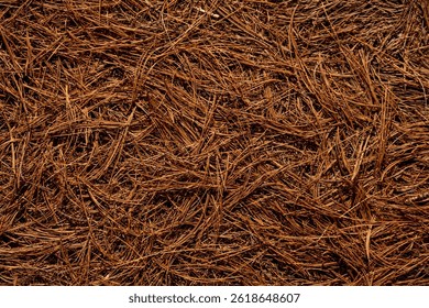 Ground Texture Of Brown Pine Needles Cover The Ground in Acadia National Park