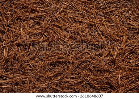 Ground Texture Of Brown Pine Needles Cover The Ground in Acadia National Park