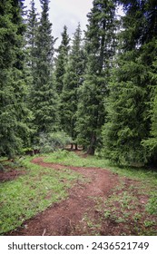 Ground trail in the fir forest in the mountains of Kazakhstan near Almaty. Hiking in the forest under cloudy sky. Foot path or trailway between the fir trees   in early spring when everything is green