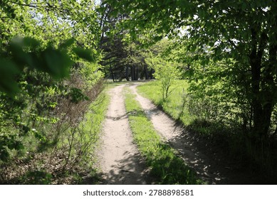 Ground trail path visible through tall green weeds and wildflowers in a sunny rural field. A beautiful perspective of a simple dirt track running deep into dense green grass vegetation and wild shrubbery on a field, evoking feelings of exploration and remote nature