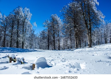 Ground Under Snow In Winter And Snowy Trees Above