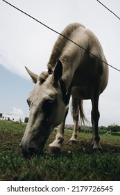 A Ground View Close Up Of A White Horse Snacking On The Grass Of A Farmers Field. There Are Two Lines Of A Fence In The Top Half Of The Frame.