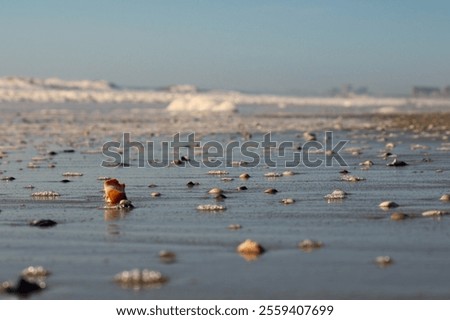 Ground view of the sandy beach scattered with seashells and the ocean waves and seafoam in the background
