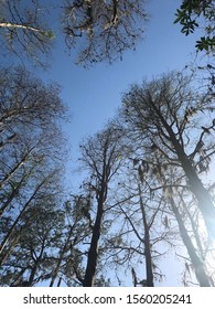 Ground view of the tree lines 