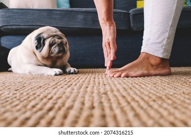 Ground View Of Woman Doing Stretching Fitness Active Healthy Exercises Touching Feet Fingers With Hands And Lazy Funny Pug Dog Looking Her Laying Down. Home Sport Workout Diet Concept Lifestyle