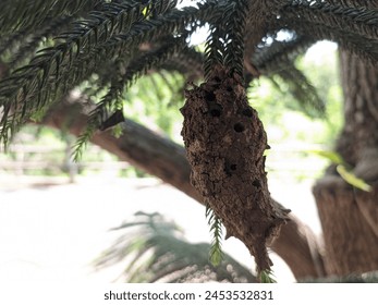 Ground wasp nests hanging from trees