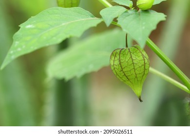 Groundcherry Fruit Hanging On A Branch