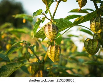 Groundcherry Fruits Or Physalis Angulata