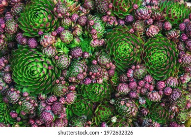 Groundcover Plants Texture - Houseleek Of Various Color And Shape, Top View