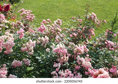 Groundcover Rose The Fairy In The Garden. Selective Focus.