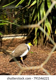 grounded bird in caversham, perth, western australia
