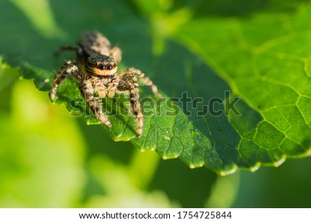 Grounded hunting spider (Dolomedes fimbriatus ), List spider