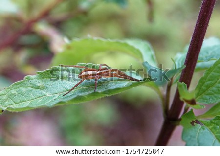 Grounded hunting spider (Dolomedes fimbriatus ), List spider