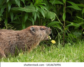 Groundhog Aka Woodchuck Eating Dandelions