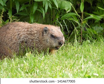 Groundhog Aka Woodchuck Eating Dandelions