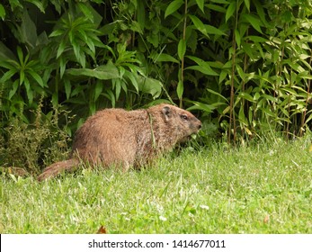 Groundhog Aka Woodchuck Eating Dandelions