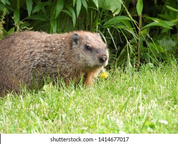 Groundhog Aka Woodchuck Eating Dandelions