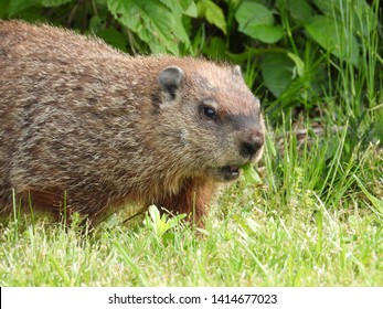 Groundhog Aka Woodchuck Eating Dandelions