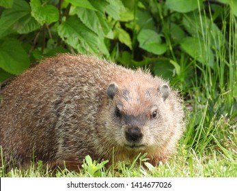 Groundhog Aka Woodchuck Eating Dandelions