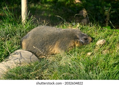 Groundhog At Animal Park On A Sunny Summer Sunday. Photo Taken August 15th, 2021, Bregenz, Switzerland.