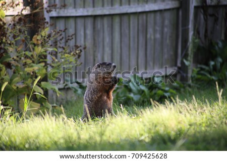 groundhog in back yard