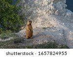 groundhog baibak on the guard at the hole. Marmota bobak on the lookout at the hole