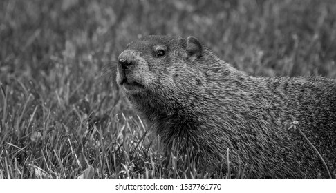 A groundhog in a black and white meadow