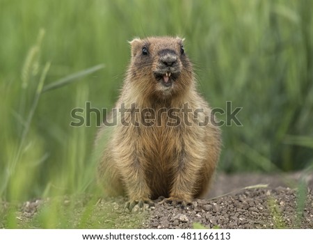 Groundhog day, marmota bobak