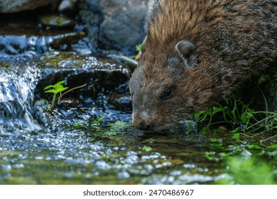 Groundhog drinking from a stream