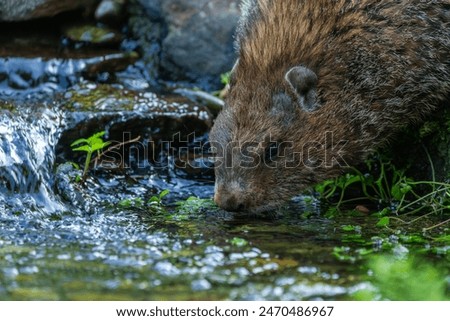 Groundhog drinking from a stream