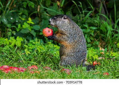 Groundhog Eating An Apple.