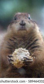 Groundhog Eating Corn